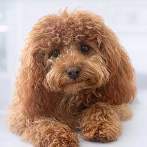 Clinic dog Ruby- semiahmoo wellness centre